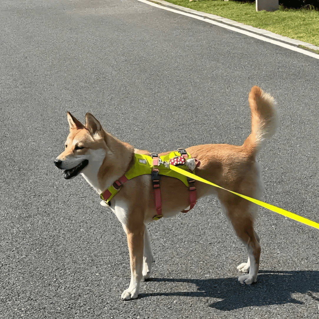 Yi Yi the dog 2