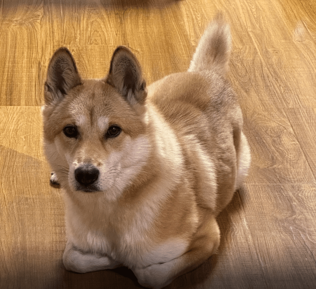 Yi Yi the dog 3