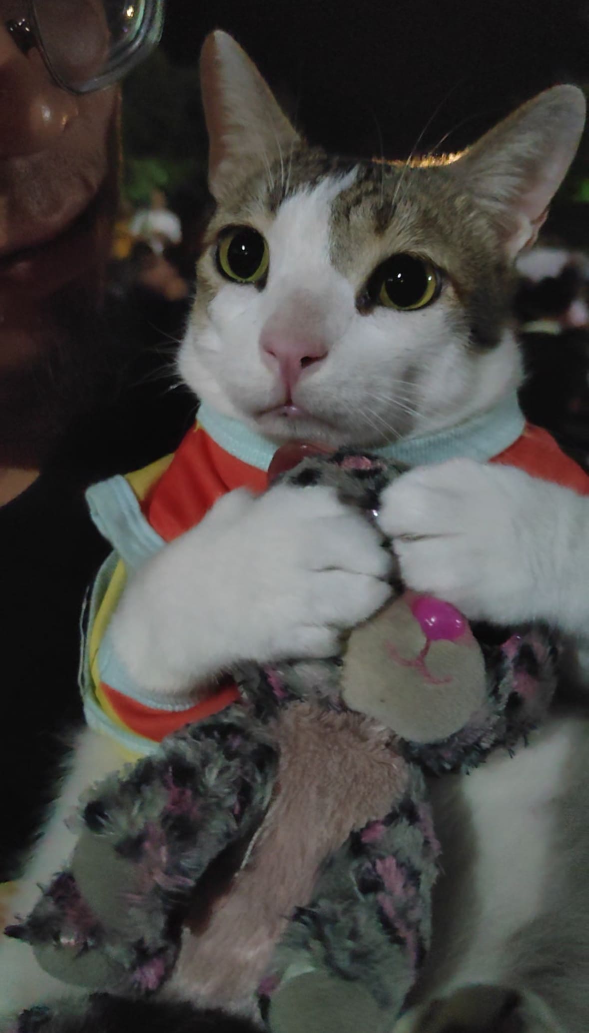 yoyo the cat sulk new year eve